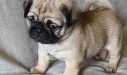 巴哥最新爆料信息网址,最新爆料信息网址深度解析